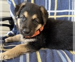 Small #6 German Shepherd Dog