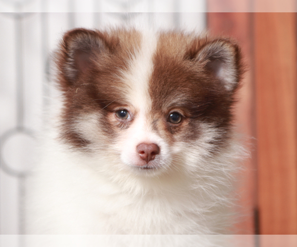 Medium Photo #1 Pomeranian Puppy For Sale in NAPLES, FL, USA