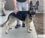 Small German Shepherd Dog