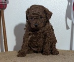 Small Photo #18 Poodle (Miniature) Puppy For Sale in GOSHEN, IN, USA