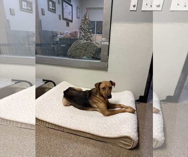 Medium Photo #4 Mutt Puppy For Sale in Sanford, FL, USA