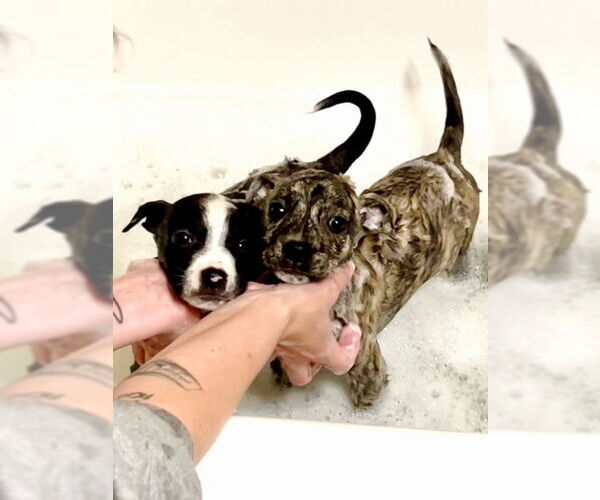 Medium Photo #6 Mutt Puppy For Sale in Cary, NC, USA