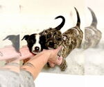 Small #5 Mutt
