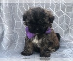 Small Photo #1 Shih-Poo Puppy For Sale in LAKELAND, FL, USA