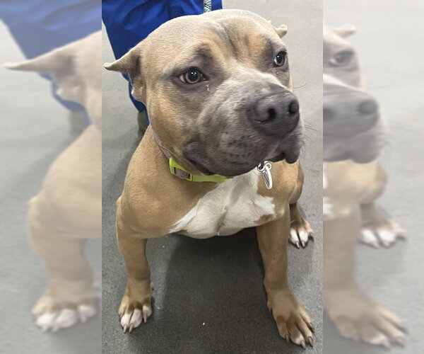 Medium Photo #1 Mutt Puppy For Sale in Forestville, MD, USA