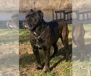 Father of the Cane Corso puppies born on 03/13/2023