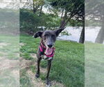 Small #16 Labrador Retriever Mix