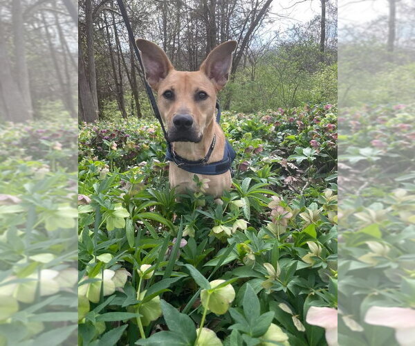 Medium Photo #1 Mutt Puppy For Sale in Germantown, OH, USA