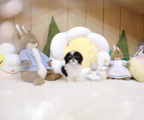 Medium Photo #4 Poodle (Toy) Puppy For Sale in Seoul, Seoul, Korea, South