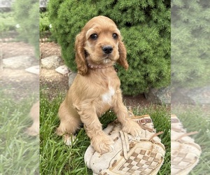 Cocker Spaniel Puppy for sale in MIDDLEBURY, IN, USA