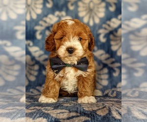 Cock-A-Poo-Poodle (Miniature) Mix Puppy for sale in KIRKWOOD, PA, USA
