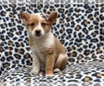 Small Photo #3 Texas Heeler Puppy For Sale in LAKELAND, FL, USA