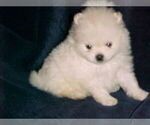 Small Photo #3 Pomeranian Puppy For Sale in APPLE VALLEY, CA, USA