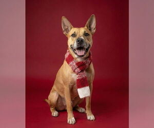 DAKOTA - Female Carolina Dog-Unknown Mix Dog for Adoption - Photo #2