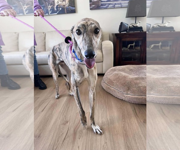 Medium Photo #3 Greyhound Puppy For Sale in Cherry Hill, NJ, USA