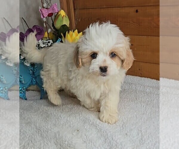 Medium Photo #7 Peke-A-Poo Puppy For Sale in JASONVILLE, IN, USA