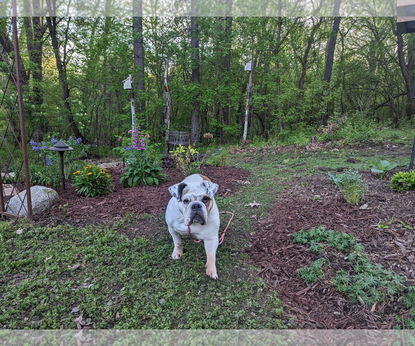 Medium Photo #2 Bulldog Puppy For Sale in St. Louis Park, MN, USA