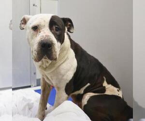 American Staffordshire Terrier-Unknown Mix Dogs for adoption in San Antonio, TX, USA