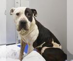 Small American Staffordshire Terrier Mix