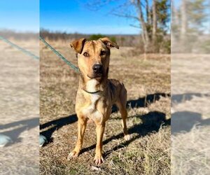 Mutt Dogs for adoption in Columbus, IN, USA