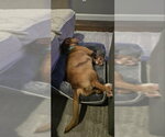 Small #4 Basset Hound Mix