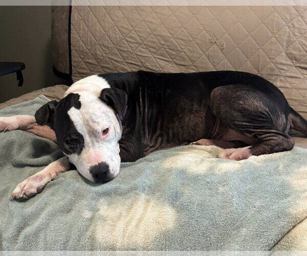Medium Photo #2 American Pit Bull Terrier-Unknown Mix Puppy For Sale in Germantown, OH, USA