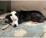 Small #1 American Pit Bull Terrier Mix