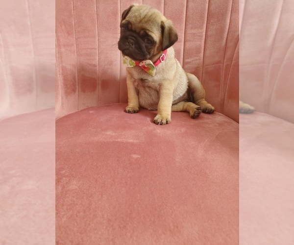 Medium Photo #17 Pug Puppy For Sale in PHOENIX, AZ, USA
