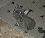 Small Photo #10 French Bulldog Puppy For Sale in LOUISVILLE, KY, USA