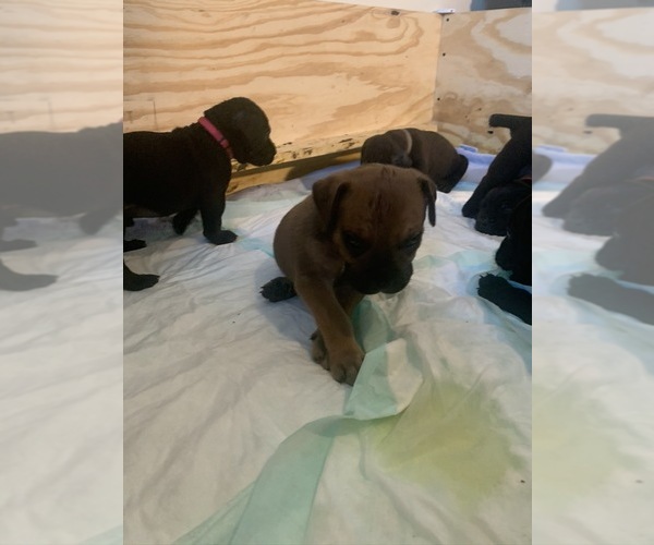 Medium Photo #96 Boerboel Puppy For Sale in LAS CRUCES, NM, USA