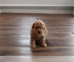 Small Photo #1 Poodle (Toy) Puppy For Sale in EVART, MI, USA