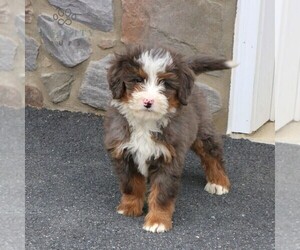 Bernedoodle Puppy for sale in EPHRATA, PA, USA