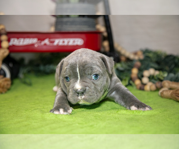 Medium Photo #16 Faux Frenchbo Bulldog Puppy For Sale in FRESNO, OH, USA