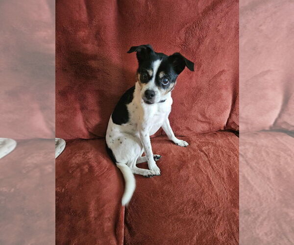 Medium Photo #11 Ratshi Terrier Puppy For Sale in Minneapolis, MN, USA