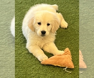 Golden Retriever Puppy for sale in BERKLEY, MI, USA