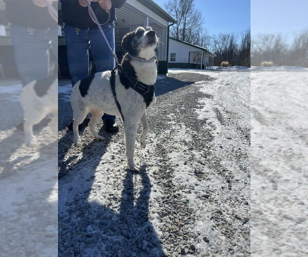 Medium Photo #3 Border-Aussie Puppy For Sale in Osgood, IN, USA