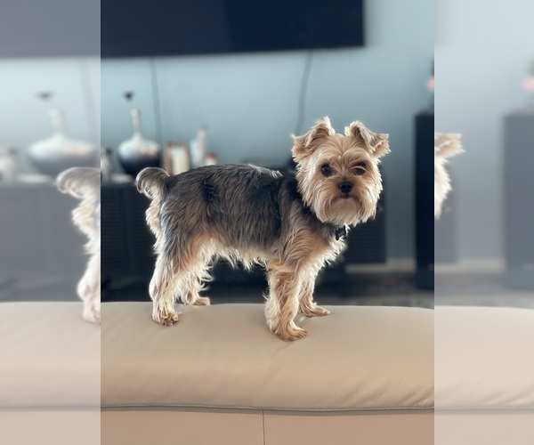 Medium Photo #1 Yorkshire Terrier Puppy For Sale in LAKEWOOD RANCH, FL, USA