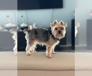 Father of the Yorkshire Terrier puppies born on 05/01/2026