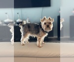 Small Photo #1 Yorkshire Terrier Puppy For Sale in LAKEWOOD RANCH, FL, USA