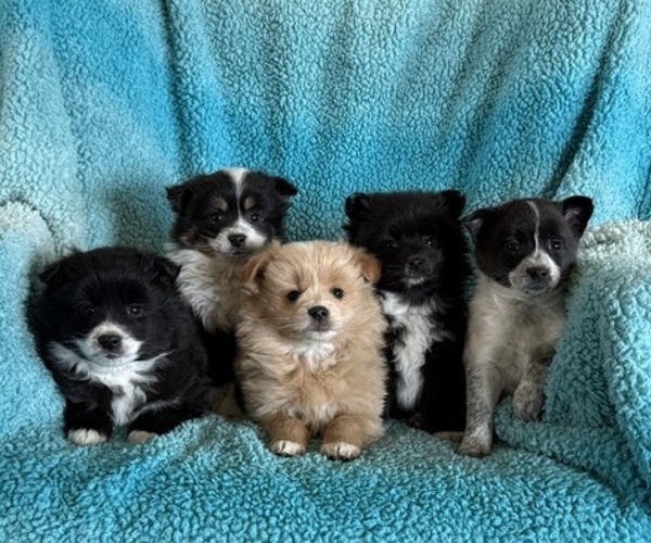 Medium Photo #6 Pomeranian Puppy For Sale in CURTISS, WI, USA