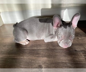 French Bulldog Puppy for sale in BARSTOW, CA, USA