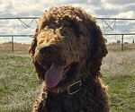 Small Photo #1 Goldendoodle Puppy For Sale in JEROME, ID, USA