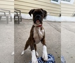 Small Photo #2 Boxer Puppy For Sale in KIMMELL, IN, USA