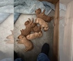 Small #4 Goldendoodle