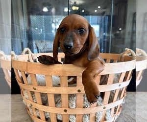 Dachshund Puppy for sale in GREENFIELD, IN, USA