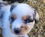 Small Photo #4 Miniature Australian Shepherd Puppy For Sale in VERNONIA, OR, USA