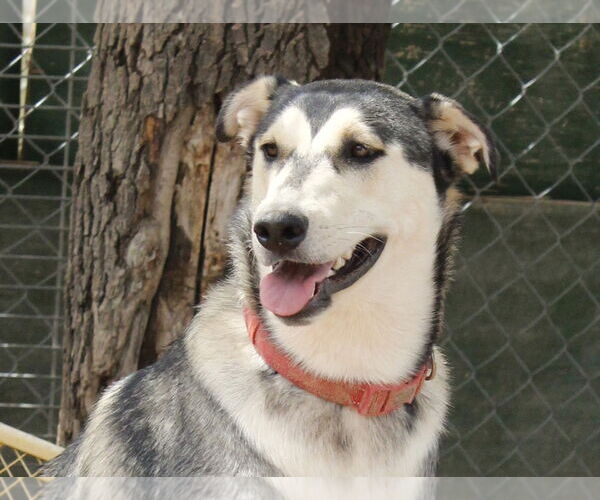 Medium Photo #4 Siberian Husky-Unknown Mix Puppy For Sale in Cedar Crest, NM, USA