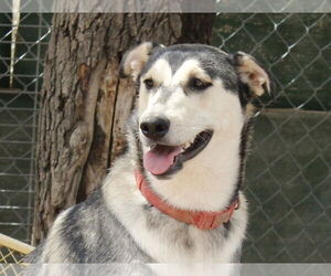 Brandi - Female Siberian Husky-Unknown Mix Dog for Adoption - Photo #4