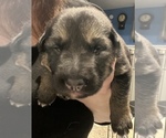 Puppy 1 German Shepherd Dog