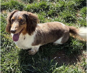 Dachshund Dogs for adoption in Hesperia, CA, USA